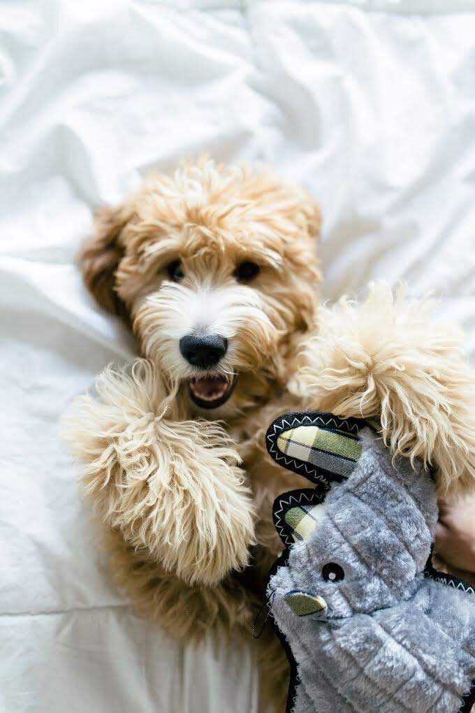 ZippyPaws Zippy Paws - Z-Stitch Grunterz Durable Stuffed Squeaky Dog Toy - Ronny the Rhino - Image 3